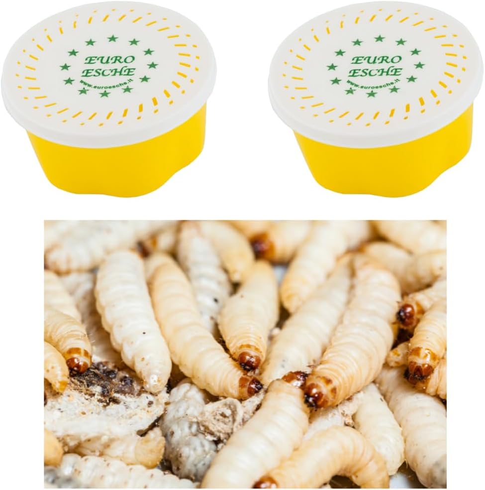 2 Dosen je ca 40 STK Hochwertige Bienenmaden, Wachsmaden, Forellenköder, Angelköder, Futtertiere Frisch und Lebend