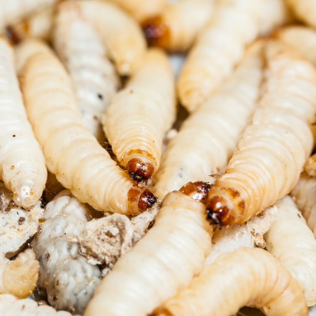 2 Dosen je ca 40 STK Hochwertige Bienenmaden, Wachsmaden, Forellenköder, Angelköder, Futtertiere Frisch und Lebend